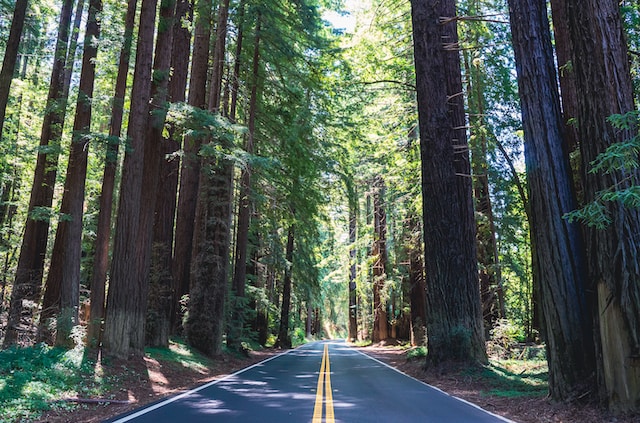 Redwood drives in california 